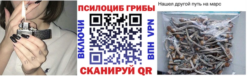 где можно купить наркотик  Новошахтинск  Псилоцибиновые грибы Psilocybine cubensis 